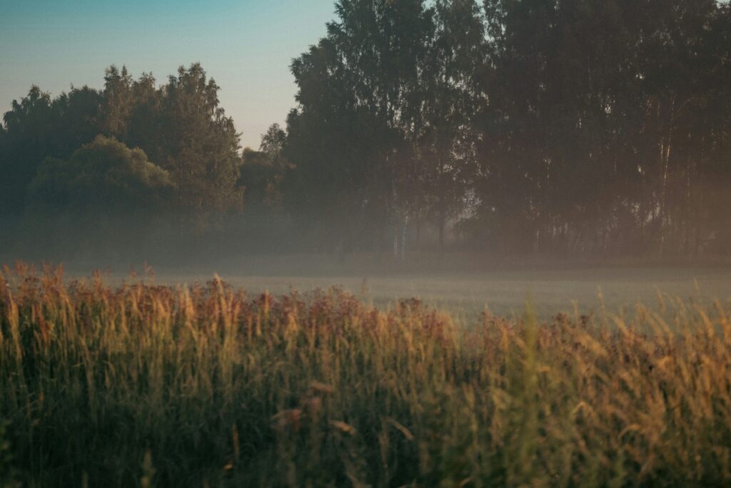 Cool micro-climate in Assagao's valleys. Source: Unsplash