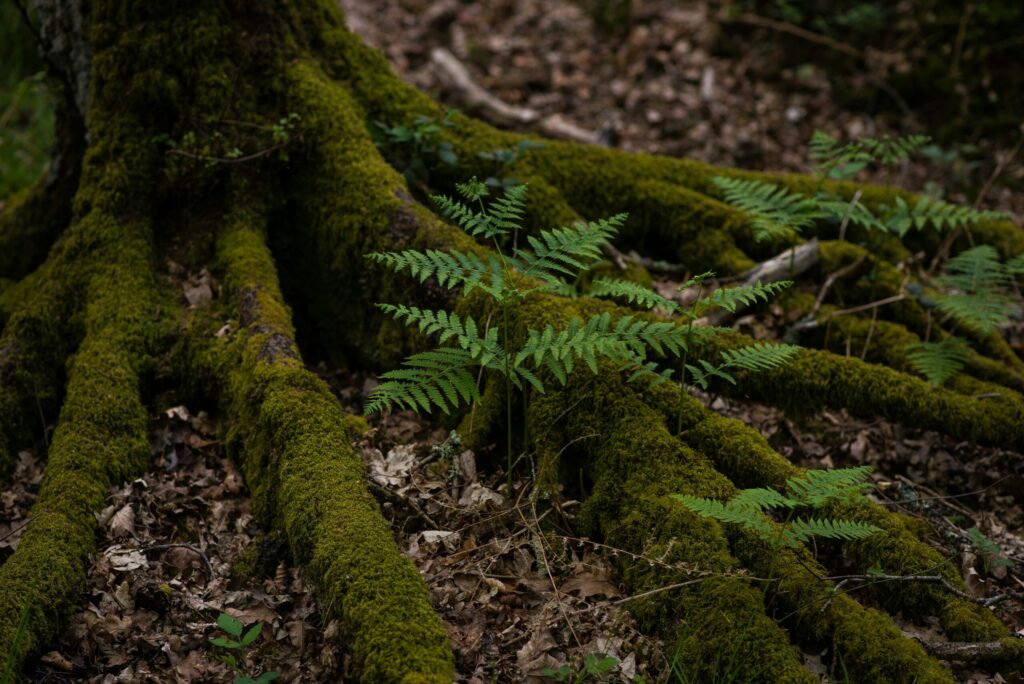 Lush Greenery surrounds Assagao. Source: Unsplash